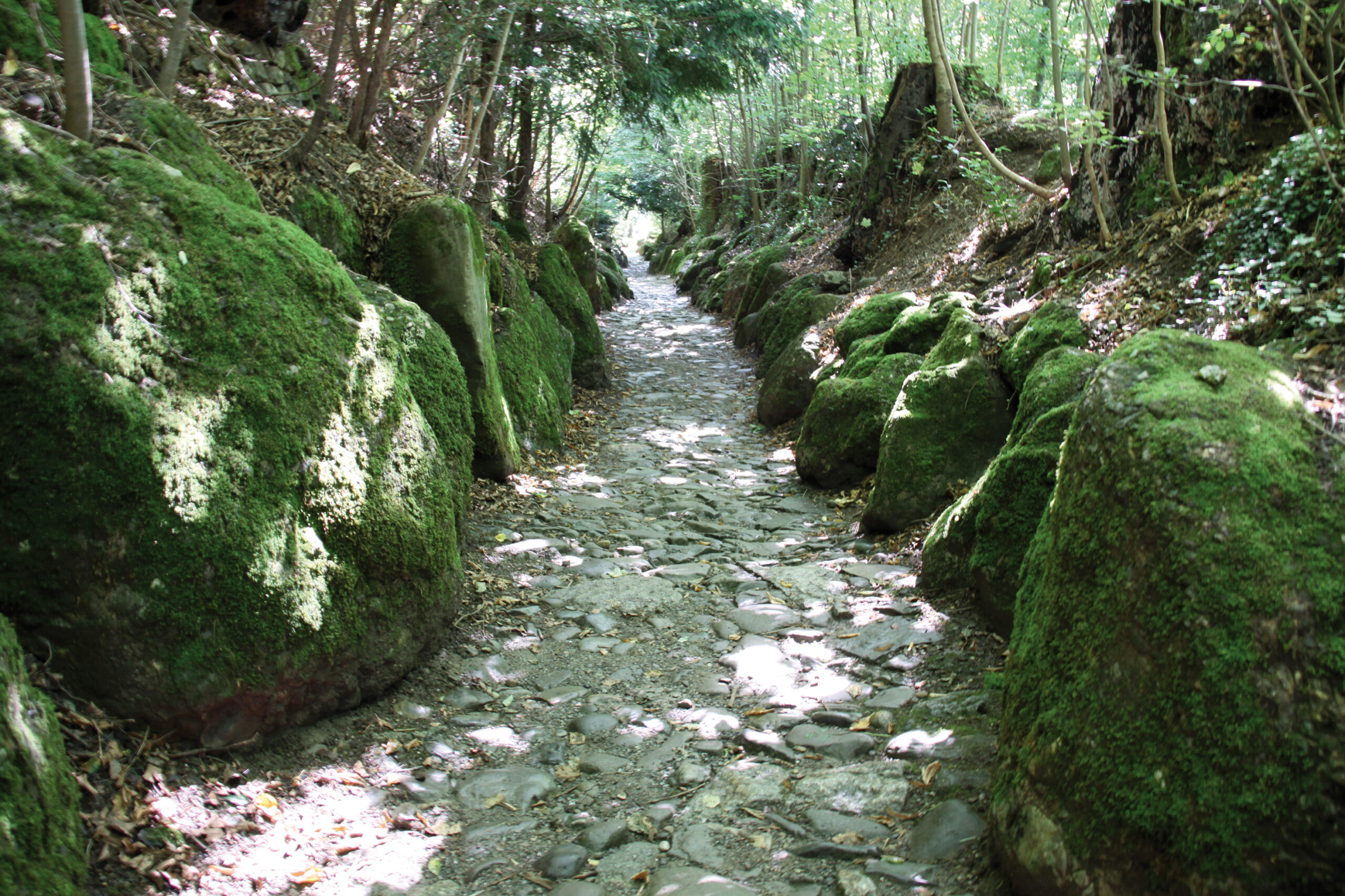 Ein Bild der Hohlen Gasse im Frühling
